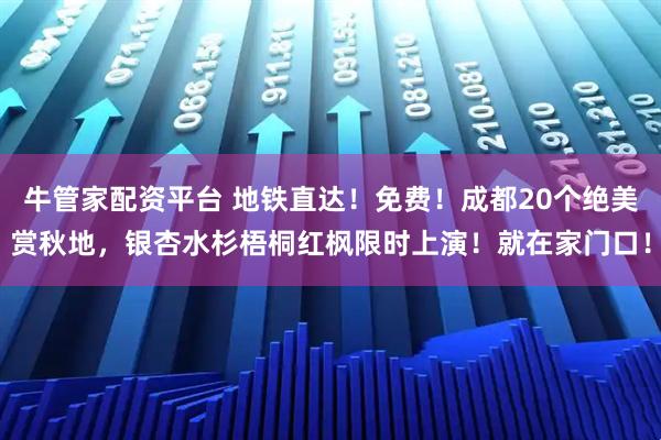 牛管家配资平台 地铁直达！免费！成都20个绝美赏秋地，银杏水杉梧桐红枫限时上演！就在家门口！