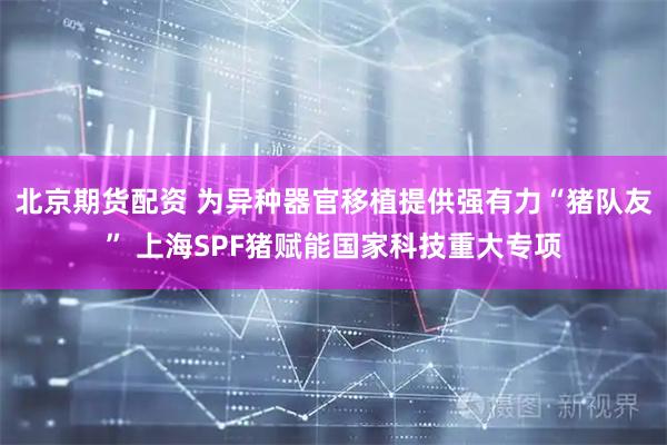 北京期货配资 为异种器官移植提供强有力“猪队友” 上海SPF猪赋能国家科技重大专项